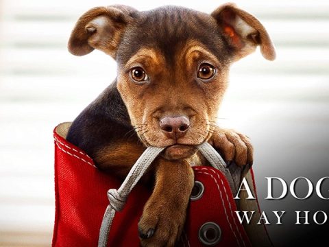 A Dog’s Way Home (2019) เพื่อนรักผจญภัยสี่ร้อยไมล์
