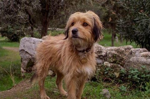 รีวิว Benji เบนจี้ (2018)