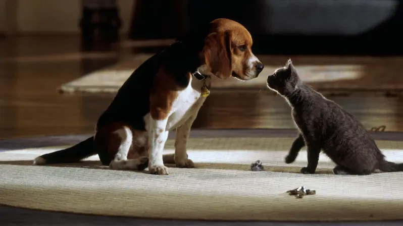 รีวิว Cats & Dogs สงครามพยัคฆ์ร้ายขนปุย (2001)